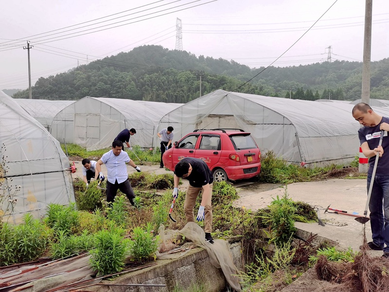 行動踐初心 除草助農(nóng)忙——集團(tuán)第三黨支部開展主題黨日黨員實踐活動